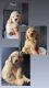 Golden Retriever Puppies for sale in Florence, AZ 85132, USA. price: NA