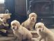 Golden Retriever Puppies for sale in Elkview, WV 25071, USA. price: $600