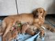 Golden Retriever Puppies for sale in Sun Valley, NV, USA. price: NA