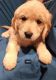 Golden Retriever Puppies for sale in Glendale, AZ, USA. price: $800