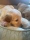 Golden Retriever Puppies for sale in Cypress, CA, USA. price: NA