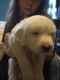 Golden Retriever Puppies for sale in Wichita, KS, USA. price: $425