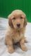 Golden Retriever Puppies for sale in Waynesfield, OH 45896, USA. price: $750