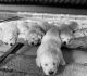 Golden Retriever Puppies for sale in Ovilla, TX, USA. price: NA