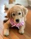 Golden Retriever Puppies for sale in Albemarle, NC, USA. price: NA