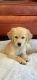 Golden Retriever Puppies for sale in Albemarle, NC, USA. price: $1,000