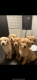 Golden Retriever Puppies for sale in Dallas, TX, USA. price: $600