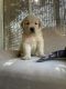 Golden Retriever Puppies for sale in Irvine, CA 92618, USA. price: $1,800