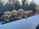 Golden Retriever Puppies for sale in Richland, MO 65556, USA. price: $600