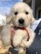 Golden Retriever Puppies for sale in Carlisle, PA 17013, USA. price: $1,500