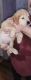 Golden Retriever Puppies for sale in Ballston Spa, NY 12020, USA. price: $650