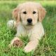 Golden Retriever Puppies for sale in Stella, NC 28582, USA. price: NA