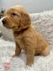 Golden Retriever Puppies for sale in Washington, IA 52353, USA. price: NA