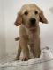 Golden Retriever Puppies for sale in Coral Springs, FL, USA. price: $1,200
