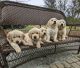 Golden Retriever Puppies for sale in Fair Bluff, NC 28439, USA. price: $1,200