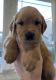 Golden Retriever Puppies for sale in La Center, WA, USA. price: NA