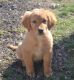 Golden Retriever Puppies for sale in Marshall Junction, MO 65340, USA. price: $800