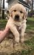 Golden Retriever Puppies for sale in Cookeville, TN, USA. price: $800