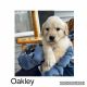 Golden Retriever Puppies for sale in Jackson, OH 45640, USA. price: $600