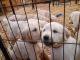 Golden Retriever Puppies for sale in Utica, MN 55979, USA. price: $800