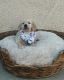 Golden Retriever Puppies for sale in Los Banos, CA, USA. price: $850