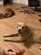 Golden Retriever Puppies for sale in Harmony, NC 28634, USA. price: NA