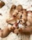 Golden Retriever Puppies for sale in Waddell, AZ 85355, USA. price: $3,500
