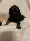 Golden Retriever Puppies for sale in Louisa, KY 41230, USA. price: $175