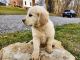 Golden Retriever Puppies for sale in Prospect, PA 16052, USA. price: $2,000