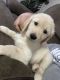 Golden Retriever Puppies for sale in Tampa, FL, USA. price: $800