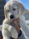 Golden Retriever Puppies for sale in Mira Loma, Jurupa Valley, CA, USA. price: $1,500