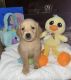 Golden Retriever Puppies for sale in Dallas, TX, USA. price: $500