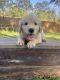 Golden Retriever Puppies for sale in Wilmington, NC, USA. price: $1,500
