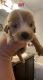 Golden Retriever Puppies for sale in Mt Airy, NC 27030, USA. price: $800