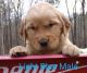Golden Retriever Puppies for sale in Mt Gilead, NC 27306, USA. price: $1,000