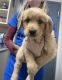 Golden Retriever Puppies for sale in Corinth, MS 38834, USA. price: $1,000