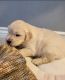 Golden Retriever Puppies for sale in Los Angeles, CA, USA. price: NA