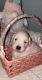 Golden Retriever Puppies for sale in Moreno Valley, CA, USA. price: NA