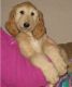 Golden Retriever Puppies for sale in 10013 Foster Ave, Brooklyn, NY 11236, USA. price: NA