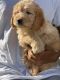 Golden Retriever Puppies for sale in 10118 Avenue J, Brooklyn, NY 11236, USA. price: NA