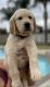 Golden Retriever Puppies for sale in Mira Loma, Jurupa Valley, CA, USA. price: $1,800