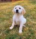 Golden Retriever Puppies for sale in Fort Gratiot Twp, MI, USA. price: NA