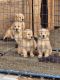 Golden Retriever Puppies for sale in Eastvale, CA, USA. price: NA