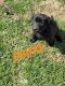 Golden Retriever Puppies for sale in Greenwood, IN, USA. price: $300