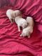Golden Retriever Puppies for sale in Pickens, SC 29671, USA. price: NA