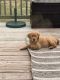 Golden Retriever Puppies for sale in Remington, VA 22734, USA. price: NA
