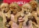 Golden Retriever Puppies for sale in Lexington, NC, USA. price: $800