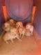 Golden Retriever Puppies for sale in Hesperia, CA, USA. price: $850