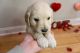 Golden Retriever Puppies for sale in Webb City, MO, USA. price: $700