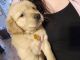 Golden Retriever Puppies for sale in Clare, MI 48617, USA. price: $650